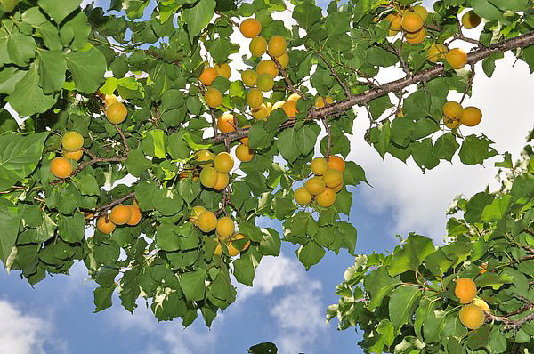 在俄罗斯中间地带的杏作物