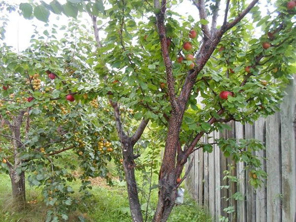 abrikozen in de tuin van Zhelezov