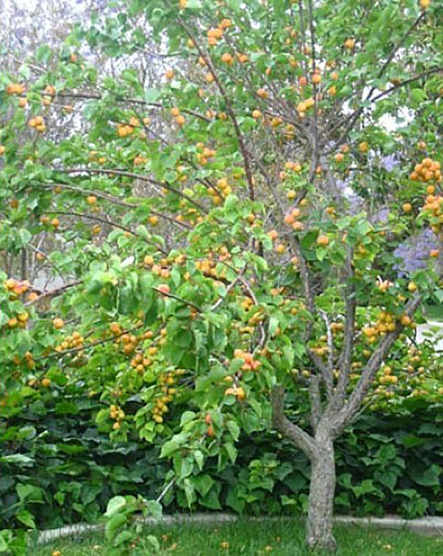 aprikot di kampung