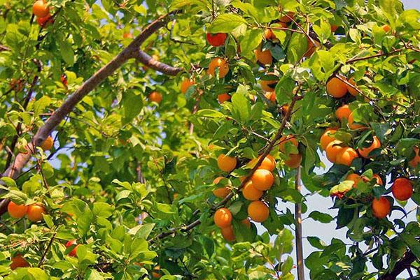 aprikot di Urals dan Siberia
