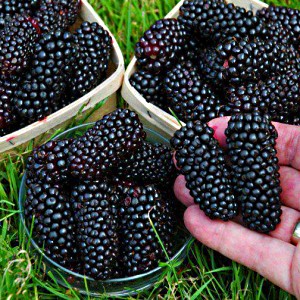 pertumbuhan blackberry