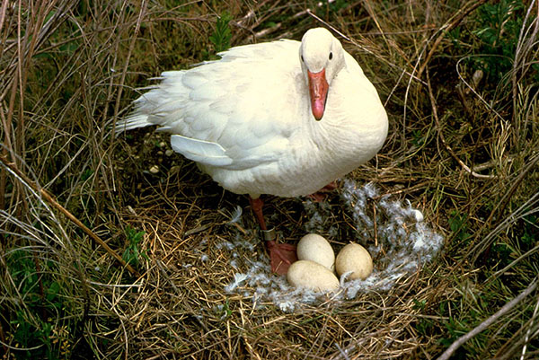 O ganso criou um ninho para reprodução