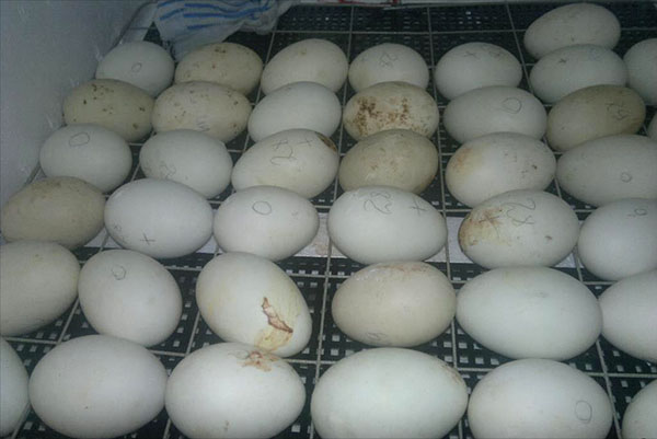 Inkubatoriuje yra žąsių kiaušiniai