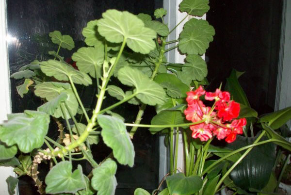 Geromis sąlygomis geraniumas gyvena iki 10 metų