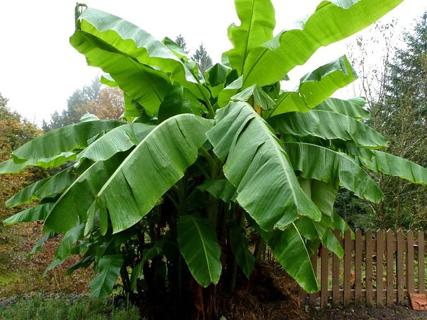 banán strom