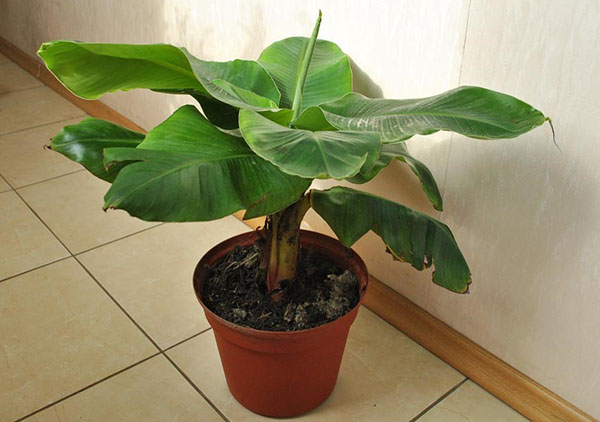 vnútorný banán strom