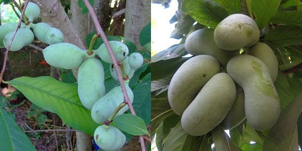 bananų medžio vaisiai