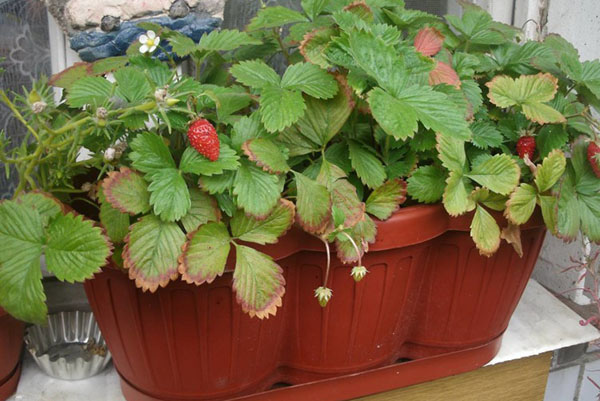 窗台上的水果草莓
