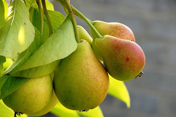 päron i din trädgård