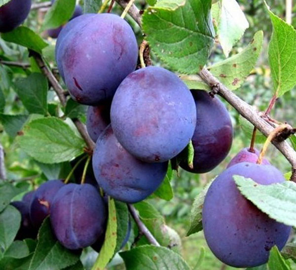 vaisių slyvų Tambovas