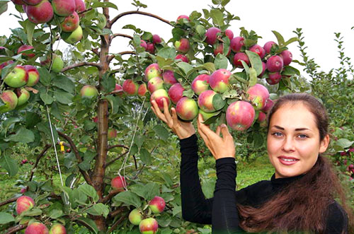 冬天强壮的苹果树Orlik的收获