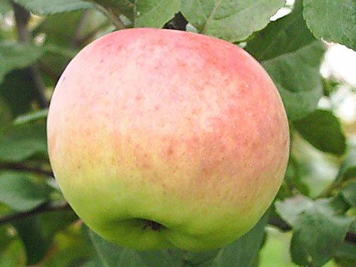 Imrus türü elma