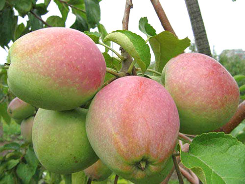Plodovi severnega Sinapa