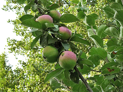 苹果树Orlik