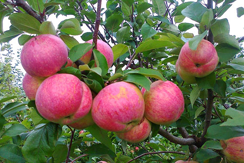 Applewood Apple