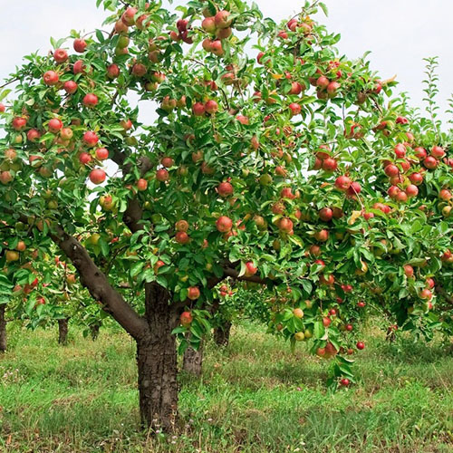 Obuolių obelis