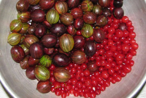 перебрать и помыть ягоды