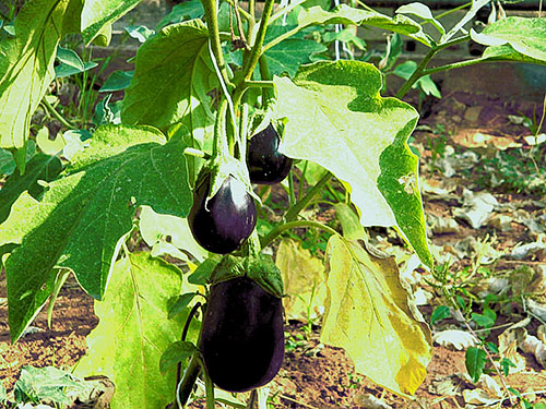 Løvverket av aubergine blir gult på grunn av ubalansen av næringsstoffer