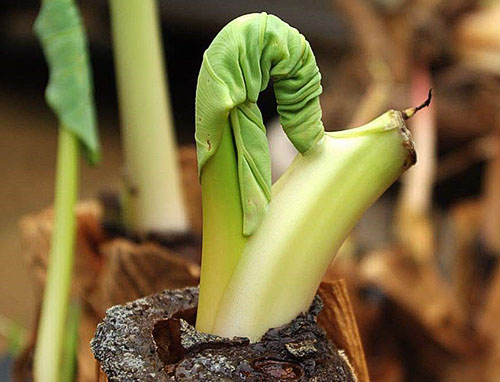 En plante som kaster bort løvverk, kan gjenopprettes
