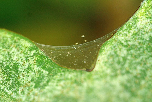 Spider mites forårsaker skade på anlegget
