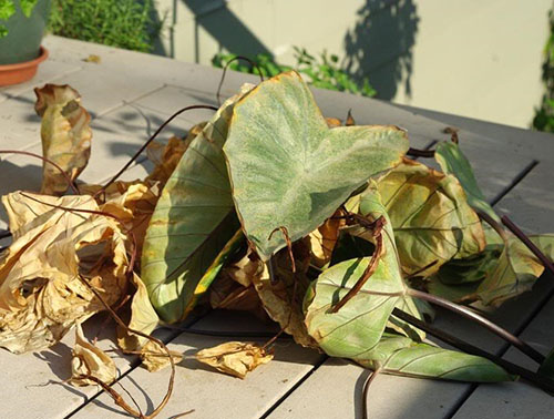 Нарушение температурного режима и влажности воздуха привело к гибели растения