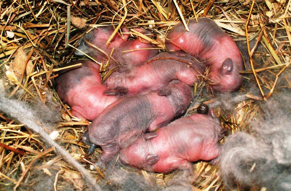 Kaninen kastade nyfödda barn