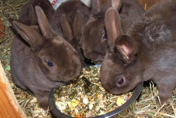 Vuxna kaniner äter balanserad mat