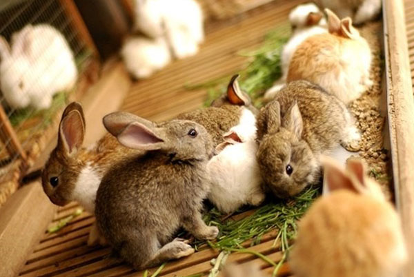 Kaniner äter gräs
