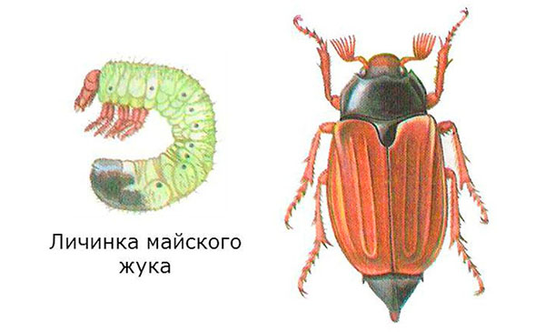 larve en volwassen exemplaar van de meikever