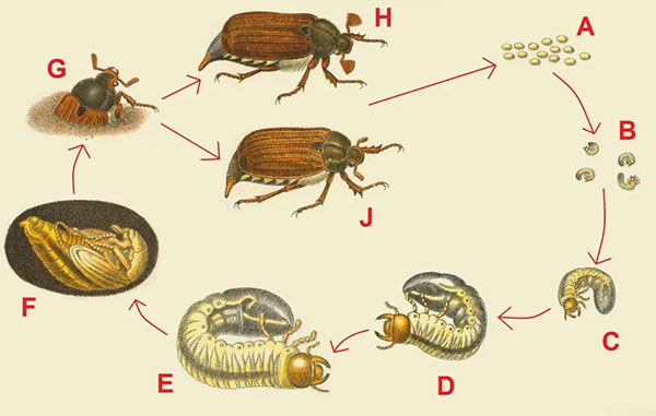 kitaran pembangunan kumbang May