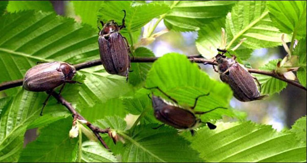 bertarung dengan kumbang bulan Mei