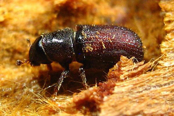 beetle bark beetle garden wrecker