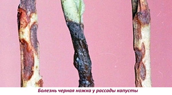 Boala piciorului negru în răsadurile de varză
