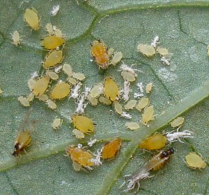 白菜蚜虫