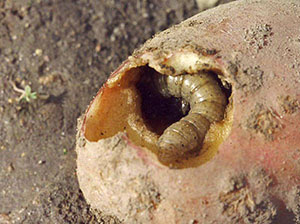 Larva krumpira