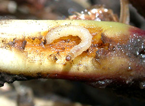马铃薯蛾幼虫
