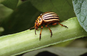 Kumbang Colorado