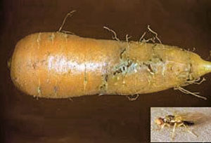 Legume afectate cu zmeură de morcov