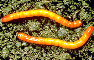 wireworms