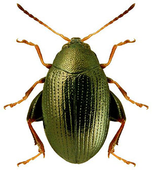 Kumbang hijau gelap