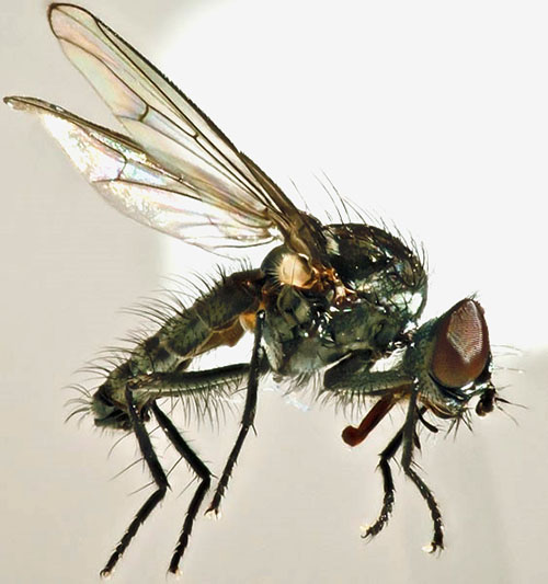 Beetroot fly