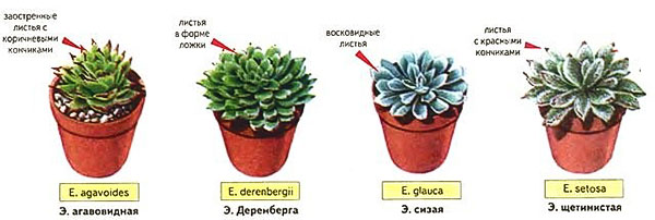 Fyra typer av echeveria för att odla ett hus