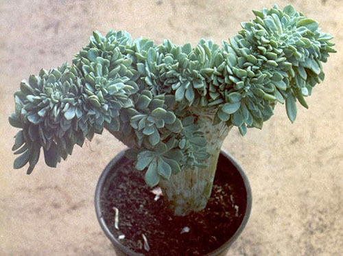 Izvorni oblik succulent