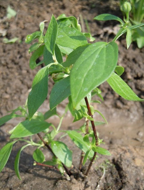 planta iasomie