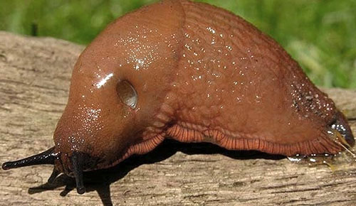Salah satu perosak lobak adalah slug