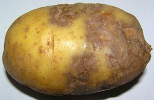Potatisblighted med sen råtta