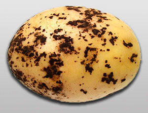 Patates üzerinde siyah kabuk