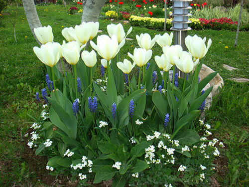 kvitnúce tulipány v záhrade