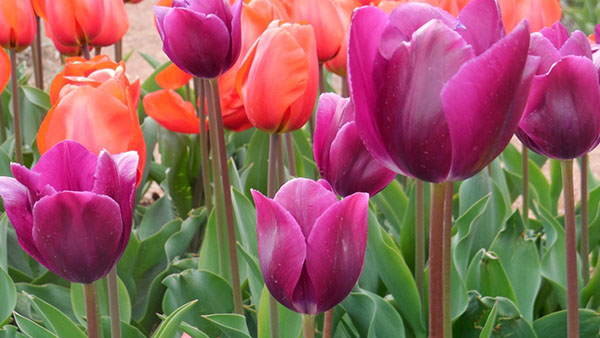 tulipány Demeter