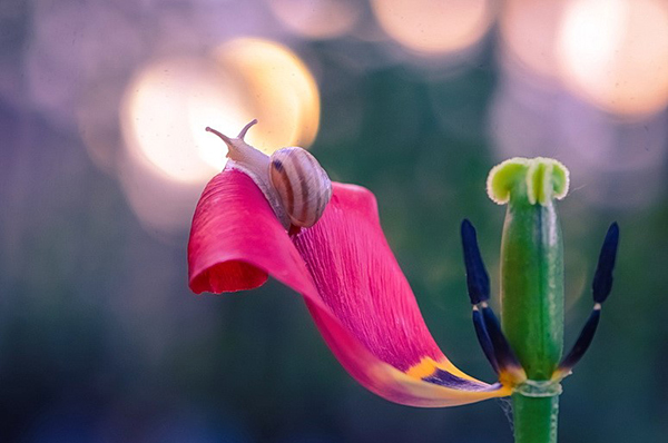 tulipány kvetu